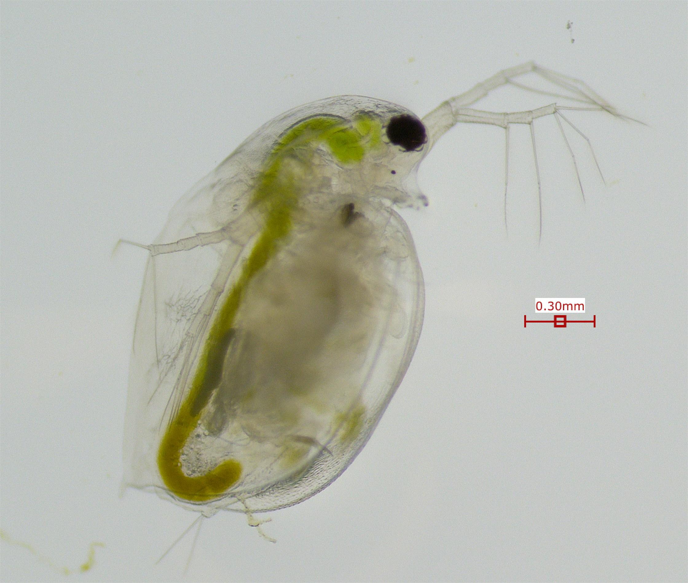 Daphnia pulex